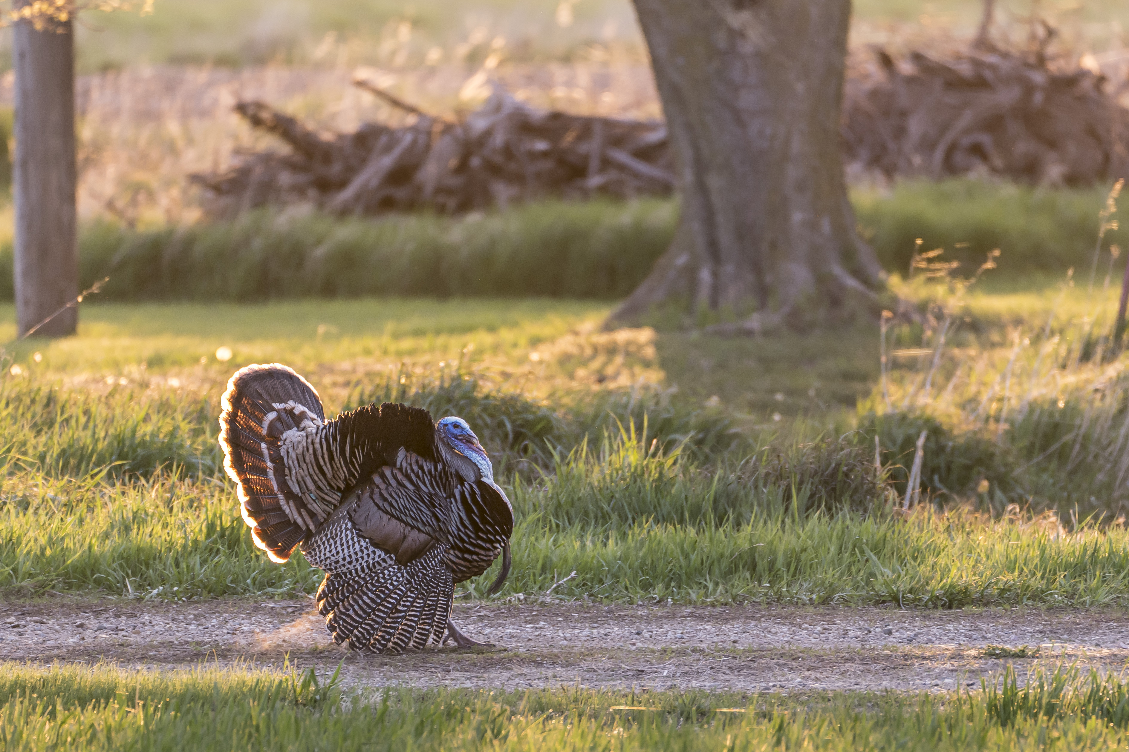 Wild turkey strutting with fanned tail near a grassy field and woodland